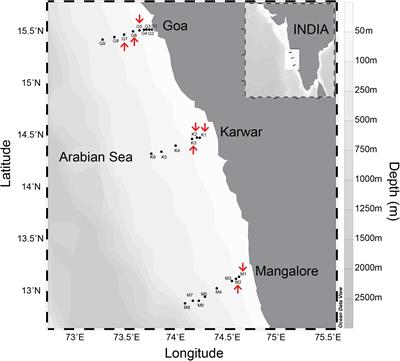 Massive Nitrogen Loss Over the Western Indian Continental Shelf During Seasonal Anoxia: Evidence From Isotope Pairing Technique